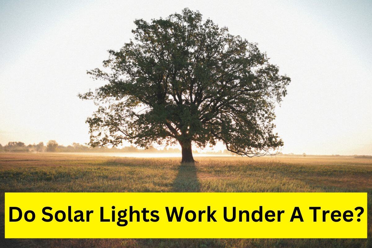 do solar lights work under a tree