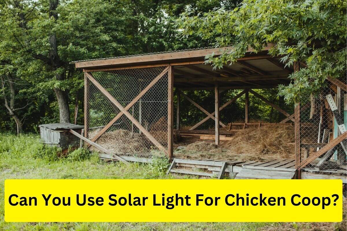 Can you use solar light for chicken coop